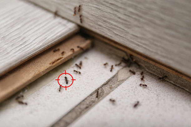 Best Best Pest Control Companies  in Glenns Ferry, ID