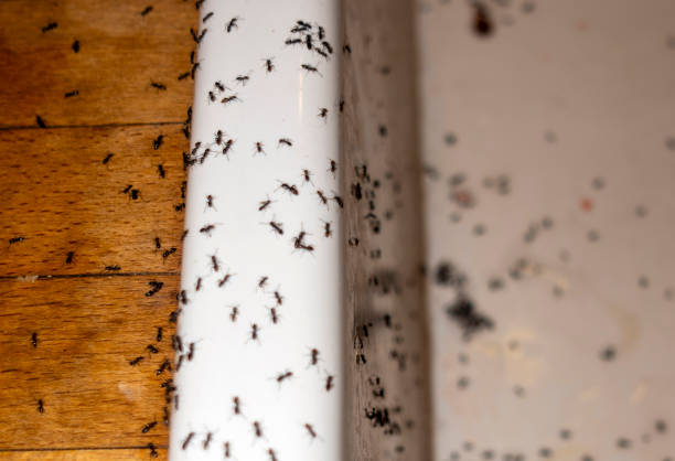 Best Affordable Pest Control Services  in Glenns Ferry, ID